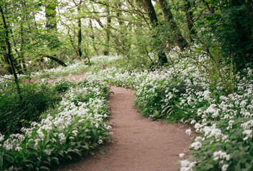 Footpath through woodland filled with wild garlic