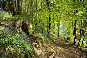 Tree stump and bluebells in woodland