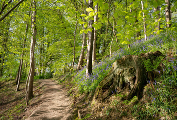 Footpath in woodland of bluebells