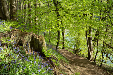 Detail of bluebells beside a woodland path