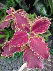 a photo of an ornamental plant called coleus, beautiful red