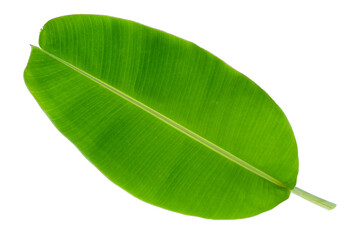 Fototapeta premium Banana leaf and tree tropical isolated on white background with Clipping path.