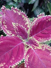 a photo of an ornamental plant called coleus, beautiful red