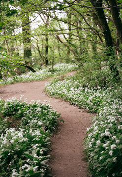 Wild garlic growing in Aughton Woods