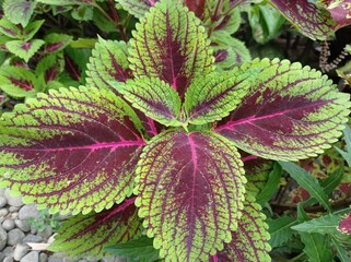a photo of an ornamental plant called coleus, beautiful red