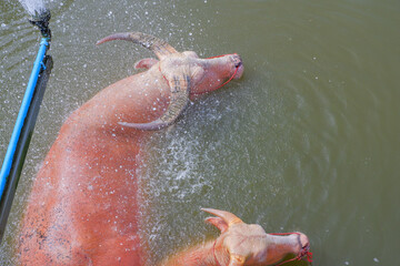 Albino buffalo and pink buffalo playing water in the farm Thailand.