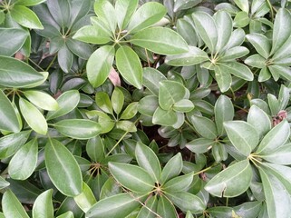 a photo of an ornamental plant named walisongo, Schefflera actinophylla. green and beautiful