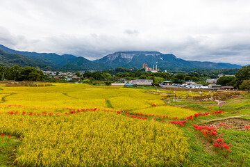 秋の寺坂棚田
