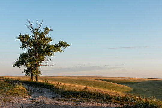 Landscape of lonely tree in field