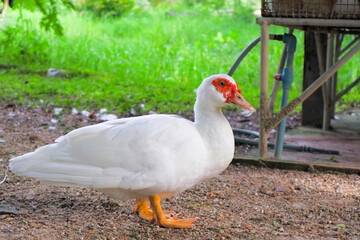 White feathered duck with reddish color on its beak. walking with a green tree background.