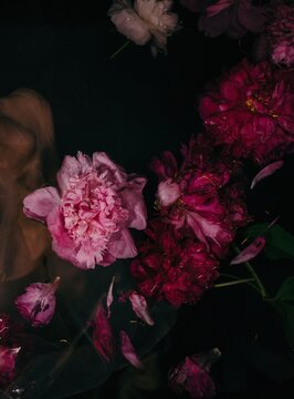 Bright peonies in dark water - flower background