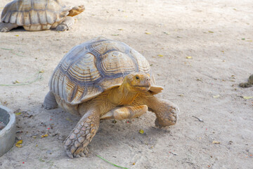 A giant tortoise with large, thick scales on its legs that walks freely on land. big turtle at the zoo.