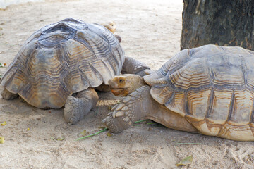 A giant tortoise with large, thick scales on its legs that walks freely on land. big turtle at the zoo.