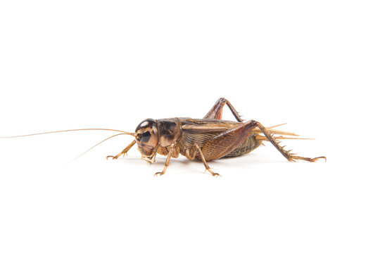 Field male cricket animal isolated on white background