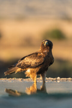 A Booted Eagle Bathes On A Hot Summer Day, Vertical Portrait  