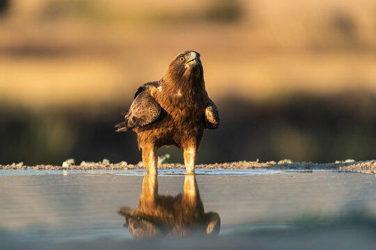 A Booted Eagle Bathes On A Water Raft In A Desert Area  