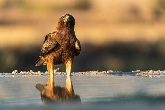 A Booted Eagle Cools Off On A Water Raft In Monegros Desert  
