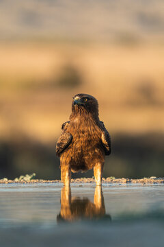 A Booted Eagle Cools Off On A Water Raft, Vertical Portrait  