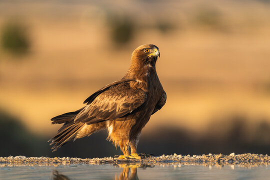 Booted Eagle In Profile  