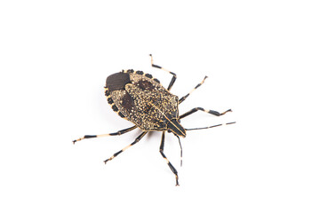 Close-up stinkbug isolated on white background