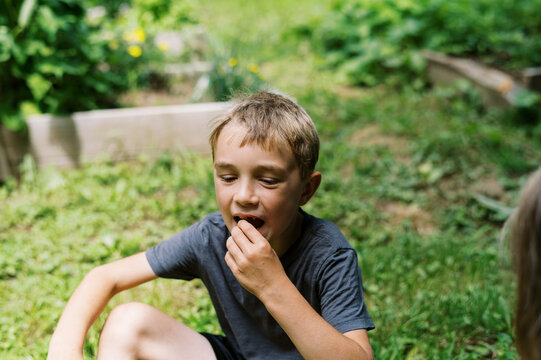 Little boy in his backyard vegetable garden eating a berry