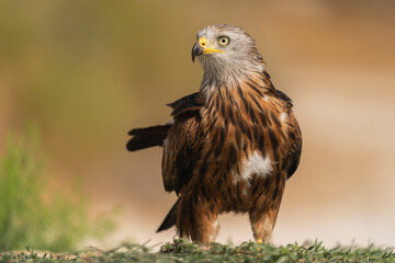 Red Kite In Monegros Desert  
