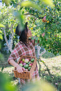 Young and attractive female picking organic apples from her orchard