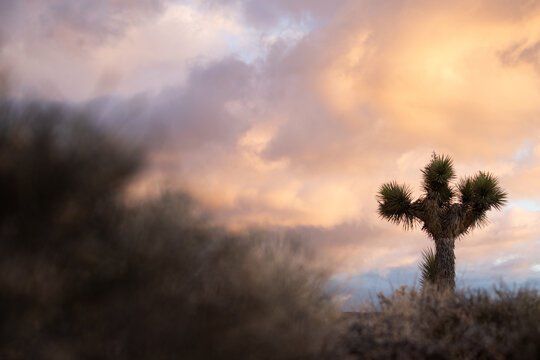 Joshua Tree