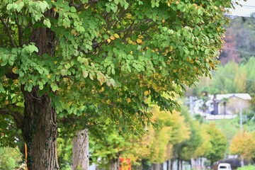 カツラの木の紅葉