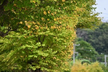 カツラの木の紅葉