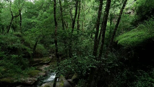 Inside of Rain Forest and River