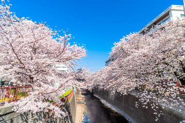 東京　目黒川の桜並木