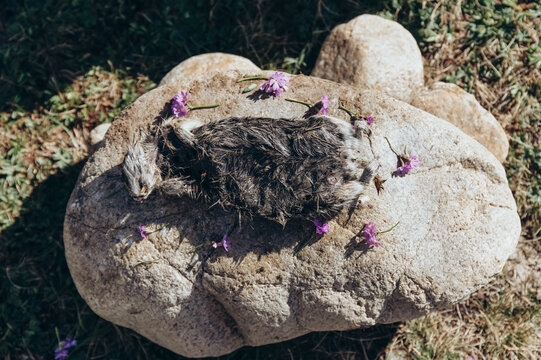 Dead animal surrounded with flowers on stone