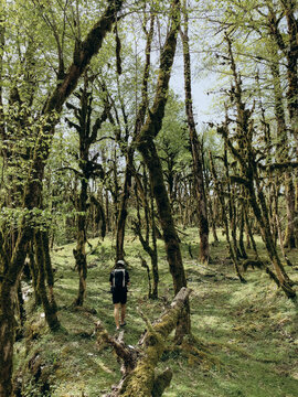 Anonymous hiker walking in forest