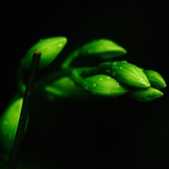 Isolated medusa like green plant growing on a dark background