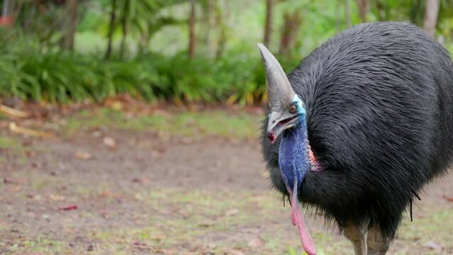 a slow motion front view of a southern cassowary picking up and swallowing a small piece of fruit at etty bay of queensland, australia