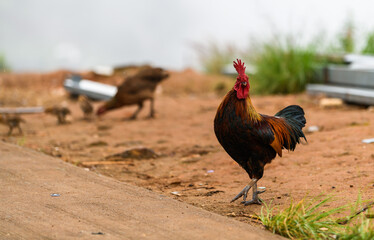 rooster in the grass