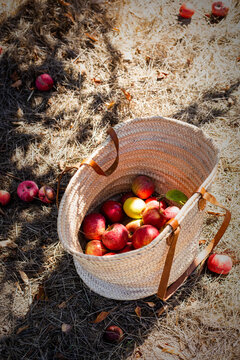 Straw Market Tote Basket with Harvested Apples on the Ground