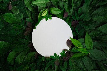 White round template podium mockup for natural organic cosmetic product presentation ad concept on green eco forest fresh leaves nature flatlay background, trendy stylish minimalist flatlay mock up