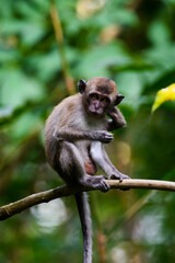 portrait of monkeys in jungle