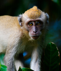 Obraz premium portrait of monkeys in jungle