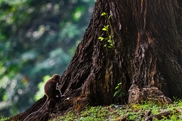 money sitting under the giant tree