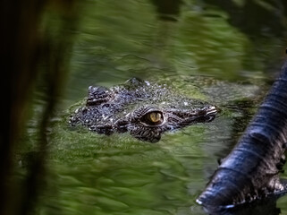 a crocodile hiding in the water with its predator s look