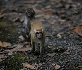 Obraz premium portrait of monkeys under the tree