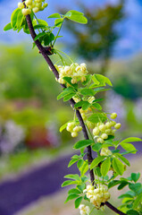日本の野生果物「あけび」