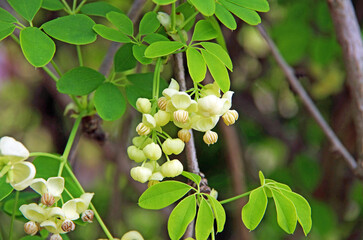 日本の野生果物「あけび」