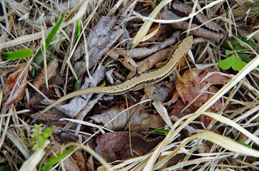カナヘビ（金蛇）
日本の小さなトカゲ 