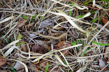 カナヘビ（金蛇）
日本の小さなトカゲ 