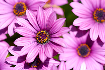 Obraz premium View from above of a bouquet of a lovely colourful african margherite osteospermum flowers blooming in the garden of gotokuji temple in tokyo