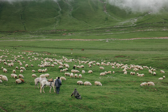shepherds with a large flock of sheep in the green mountains